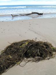 Knot Seaweed